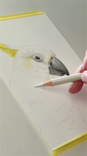 Would you like to draw animals with coloured pencils? 🦜