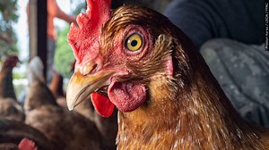 Pueblo West residents living in agricultural zones can now raise up to 20 chickens | KRDO
