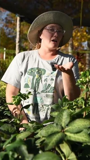 The Many Names of Hellebore - Lenten Rose, Christmas Rose, and Oracle Rose!?