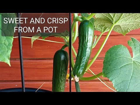 GROWING LEBANESE CUCUMBERS IN CONTAINERS ON A PATIO