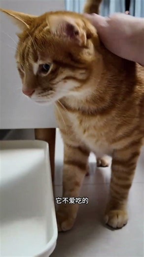 Unwrapping the Feline's Secret Desire for Hugs