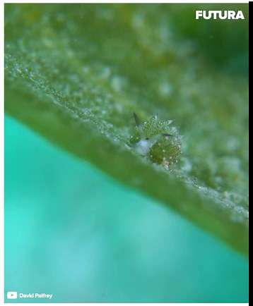 22K views · 901 reactions | [] Costasiella kuroshimae est une limace...