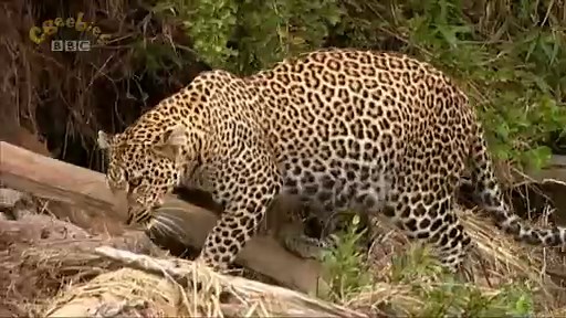 Little Big Cat: Learning