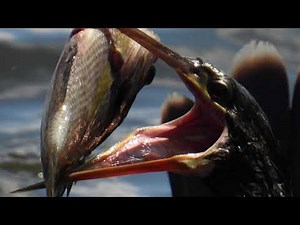 Nikon CoolPix P950 | Shooting Methods Pt. 3