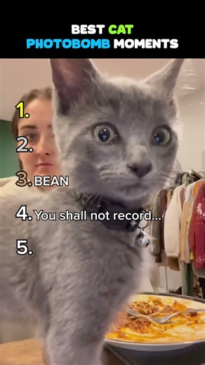 funniest cats photobombing 😂