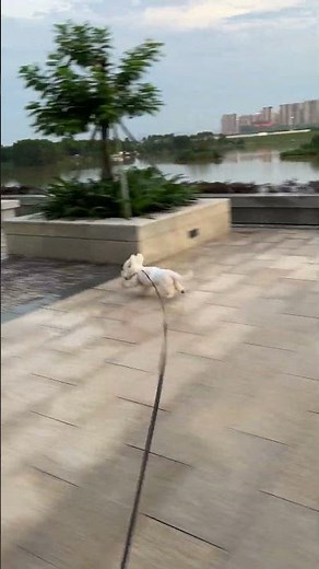 A Bichon Frise's Joyful Run || ViralHog