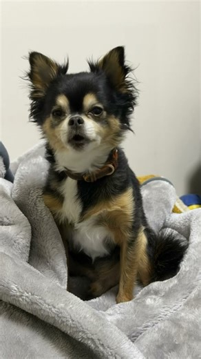 マロが歌う🎤 祈り😌😌😌😌