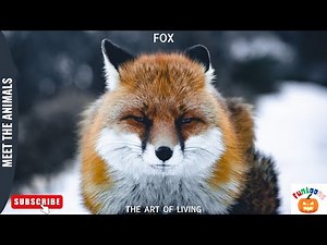 MEET THE ANIMALS | FOX | EDUCATIONAL ANIMATED CHANNEL #meettheanimals #fox #funtoons #viralvideo