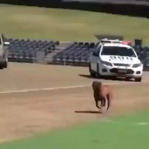 26K views · 203 reactions | Beast Dog! Iron Bull Strength | Iron Bull Strength | Facebook