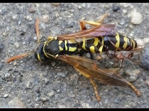 Ant vs Wasp﻿ (fight)