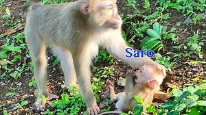 9.9K views · 1.1K reactions | No No Mama Sarika Do Not Catch Baby Saro 's Head Push Down Like That | Pigtail Monkey Daily | Facebook