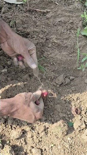 From darkness to daylight — red potatoes shineThe earth opens its vault of red treasure