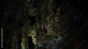 A captivating image of tall trees illuminated at night. The dark background contrasts with the light shining through the dense foliage, highlighting the texture and details of the leaves and branches