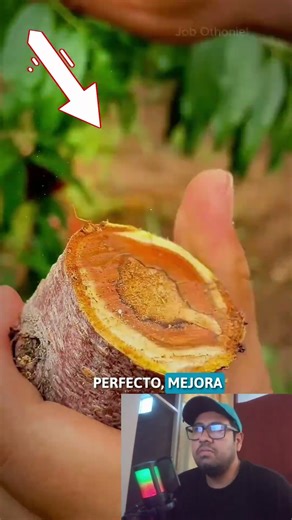 ✅How to do a perfect graft #grafts #plants