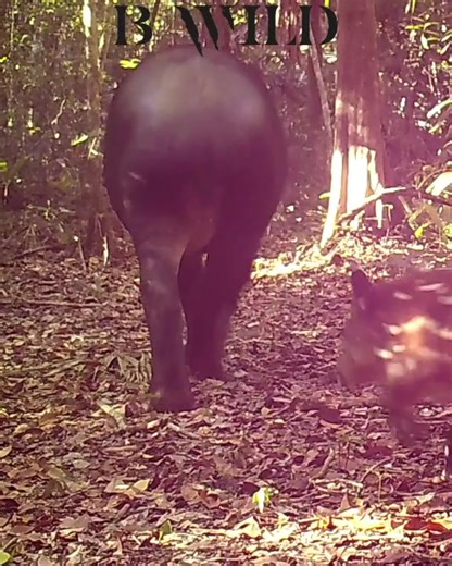 Discovering the Wild Boar in Guatemala's Forests