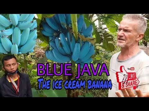 BLUE JAVA / ICE CREAM BANANA in the Philippines