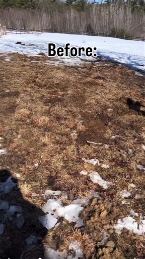 With the warmer weather brings the endless task of winter cleanup in the field. That means manure for days 😅 #farmlife #chores #pasture #poop #pickup