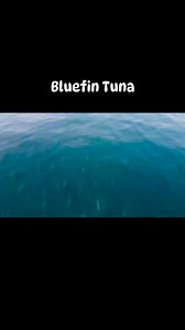 11K views · 202 reactions | Drone shot of Bluefin Tuna off the coast of Ocean City,Md aboard the Angler. #anglerocmd #ocmd #dronevideo #bluefintuna | Angler Deep Sea Fishing | Facebook