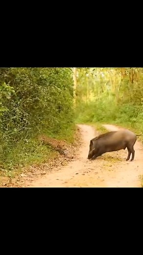 34K views · 249 reactions | Leopard grab a pig #fblifestyle | Comedy Clip 34 | Facebook