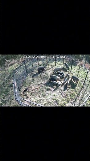 Wild Hog CHAOS in the Trap!! 🐗💥