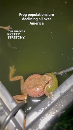 California native frogs - helping wildlife biodiversity #frog #conservation