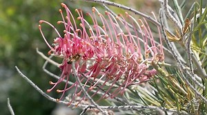 2021 | SERIES 32 | Episode 34 - Gardening Australia