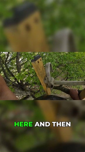 High-Reach Pruning on a Tricky Branch - Professional Technique #arborist #treework #shorts