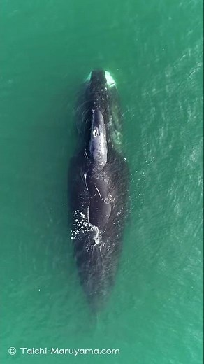 止まって休んでいた巨大なホッキョククジラ🐳