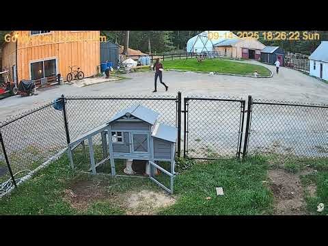 Goldy's Courtyard 624pm Janine ET return ;Chicken Coop 9142025