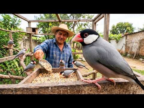 Así crían los campesinos al Gorrión de Java | El ave gris de mejillas blancas