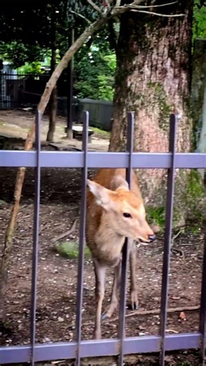 #kyoto #nara #japan #trip #travel