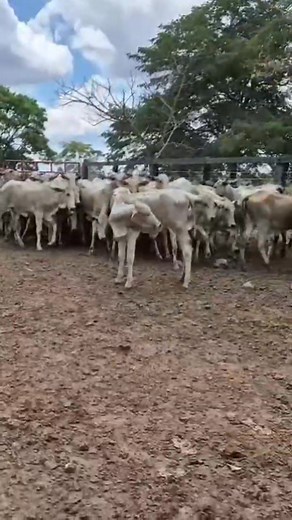 Vendo 51 vaquillas Excelente Genetica Venta al bulto precio Preci: 6000bs charlable Ref: 77305902 | Confinamiento Santa Lucia