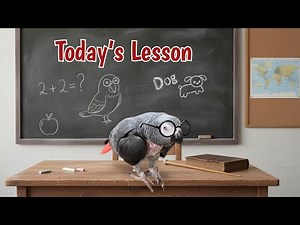 Professor Einstein Parrot Teaches Animal Sounds 101 🐦📚