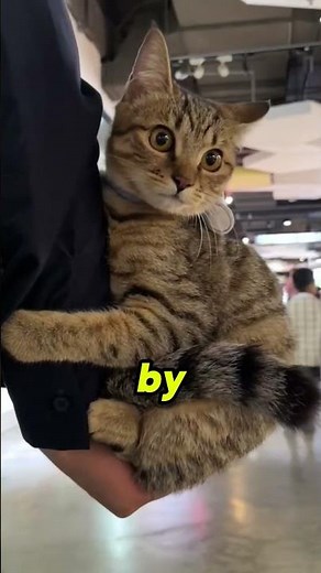 Cat Emotion Guide 🐾 | Understand What Your Cat Really Feels! 😺 #cat #cute