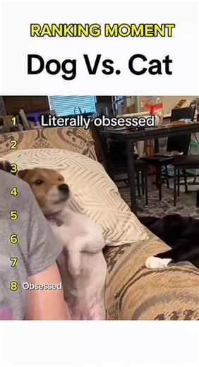 Dogs being idiots part 312: Dog vs Cat 🤣🐕 #funnydog #funnypet #cutedog #dog #pets #shorts