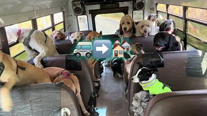 The Ultimate Dog Bus Ride Adventure with K9 Pack