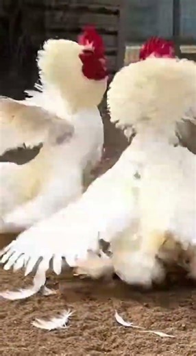 Brahma Rooster Battle! 😱🔥 #shorts #chickenfight #animals #shortsfeed #roosterfight