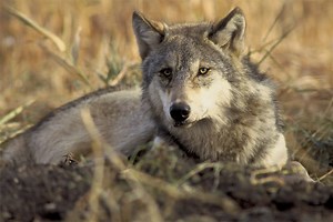 Autotrophe vs Heterotrophe - Differenz und Vergleich - Blog 2026