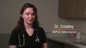 ASPCA TV Spot, 'Belo'