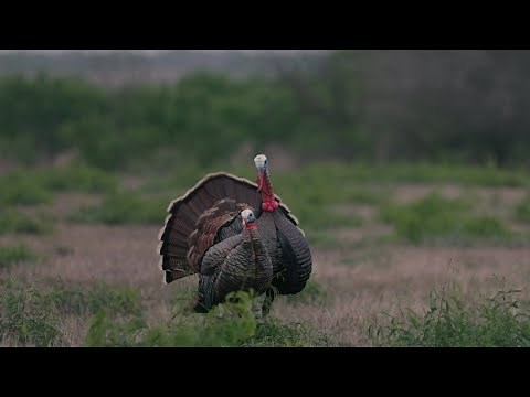 South Texas Rio Grande Turkey Hunting 2021 - The Management Advantage