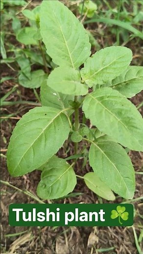 How to Grow Tulsi Plant at Home | Easy Tips for a Healthy & Bushy Tulsi ka Paudha #gardeningbyrit28