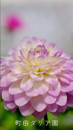 10月中旬が見ごろ 美しすぎる！ 風に揺れるダリアに癒される 秘密の花園 町田ダリア園