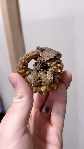 specialty herps llc on Instagram: "These true armadillo lizards almost NEVER do this in captivity. In the wild balling up like this is their defense mechanism, but in over two years of keeping these captive bred lizards in captivity I’ve only see it a couple times. I had to remove him to clean out his enclosure, and for whatever reason this spooked him for a minute. He went back to normal shortly after. I never try to get them to ball up on purpose as I’m sure this is stressful for them. No I ca