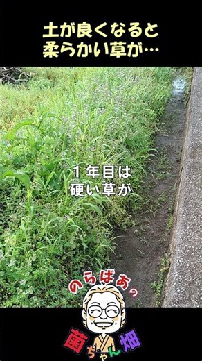 野菜が元気に育つ良い土になると生えてくる草も変化します！【菌ちゃん農法３年目】#shorts#菌ちゃん農法#家庭菜園#無肥料