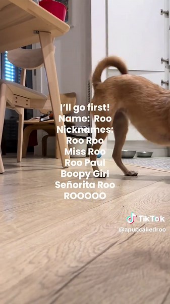 Let’s play a game 🐶 What’s your dog’s name… and all their nicknames? I’ll go first 😅