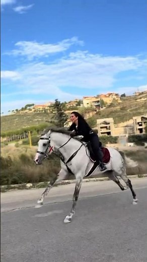 Lynn_Zein horse running speed