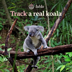 38 reactions | Track a Koala with every bracelet! Follow a real koala on an exclusive 3D tracking map! Learn your koala's name & get photos ✨Reveal exclusive stats & updates along the way | Fahlo | Facebook
