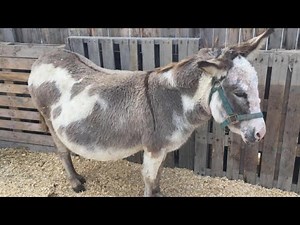 Donkey's Labor is Live-Streamed as the World Waits for Her to Give Birth