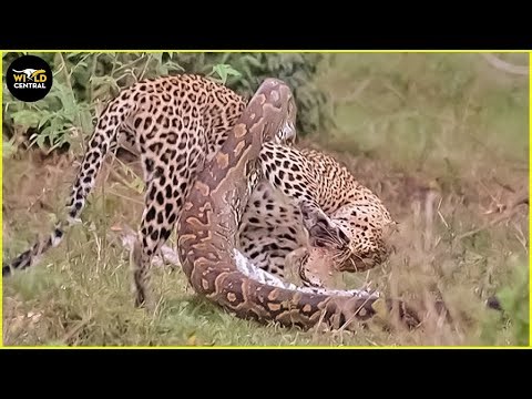 WILD SAVANNAH: Look What Happened When Python Constricts Leopard As It Fights Back | Animal Fights