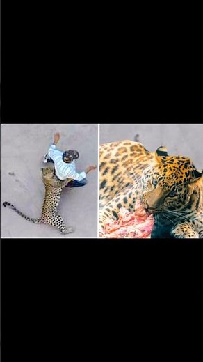 “Jaguar Attacks a Man — You Won’t Believe What Happens Next!”